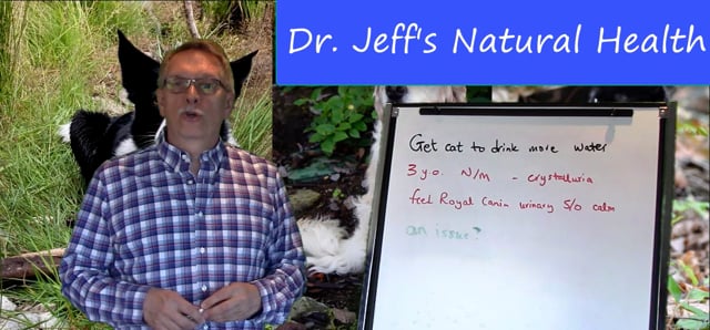 Natural Health - Getting a Cat to Drink