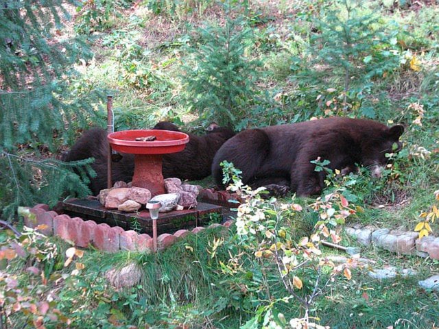 SleepyTime Bears