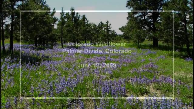 Colorado Wildflowers (HD)