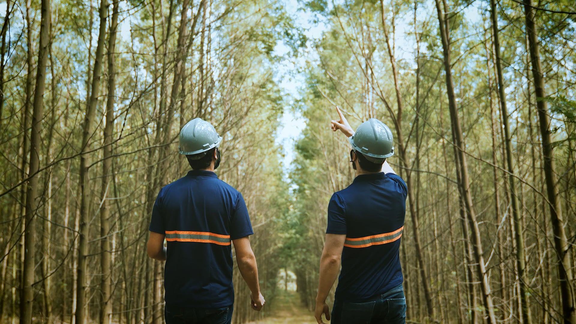 Seta Taninos Polifenóis Naturais - Vídeo Manifesto English Version