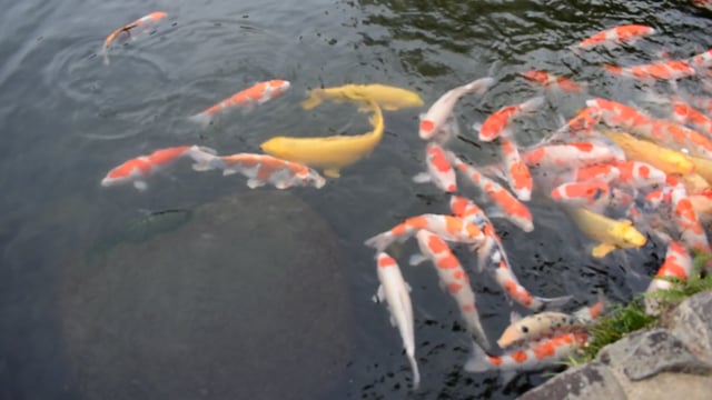 Fische Teich Koi Free video on Pixabay Pixabay