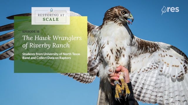 Restoring at Scale: Episode 16 - The Hawk Wranglers of Riverby Ranch