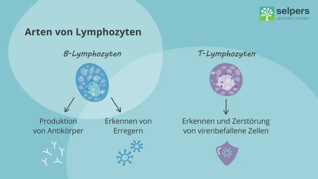 b Lymphozyten