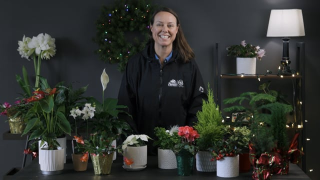 Holiday Houseplant Care Guide