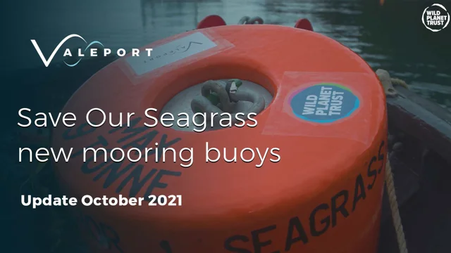 Seagrass - Wild Planet Trust