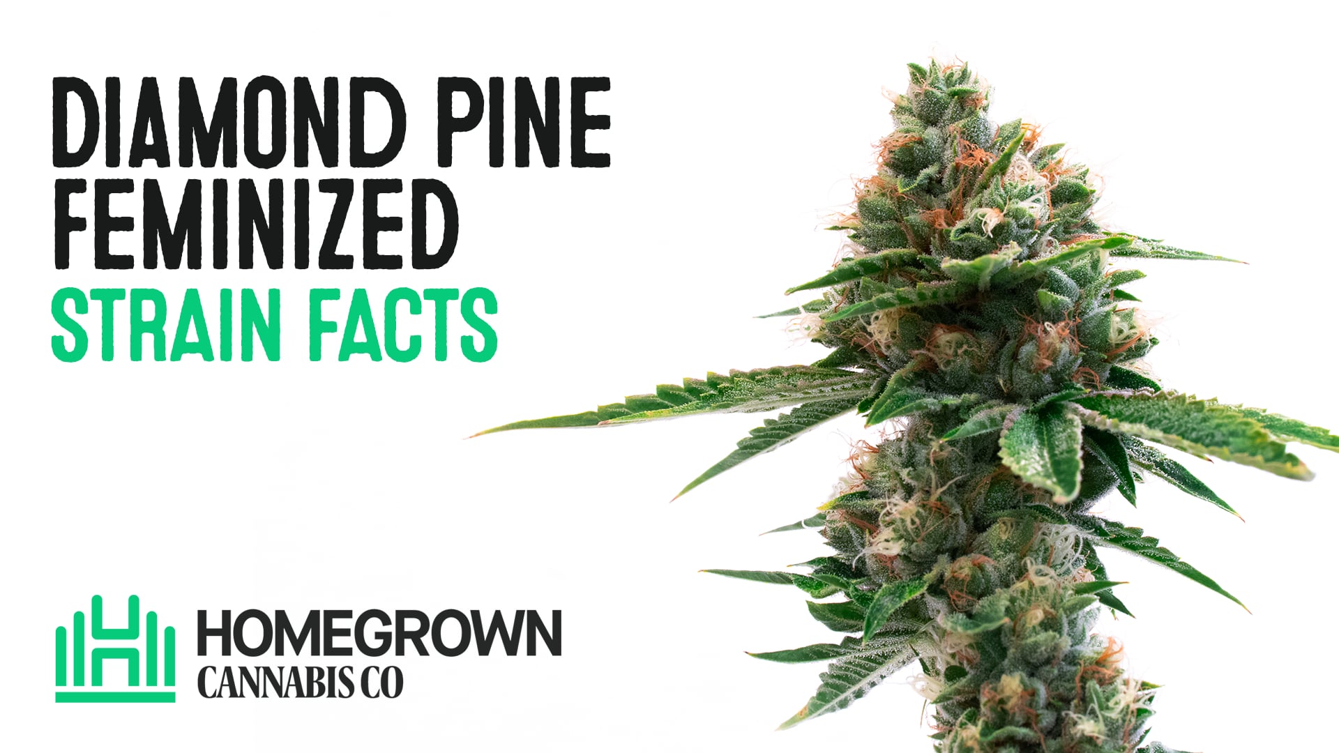 Diamond Pine Feminized Cannabis Seeds