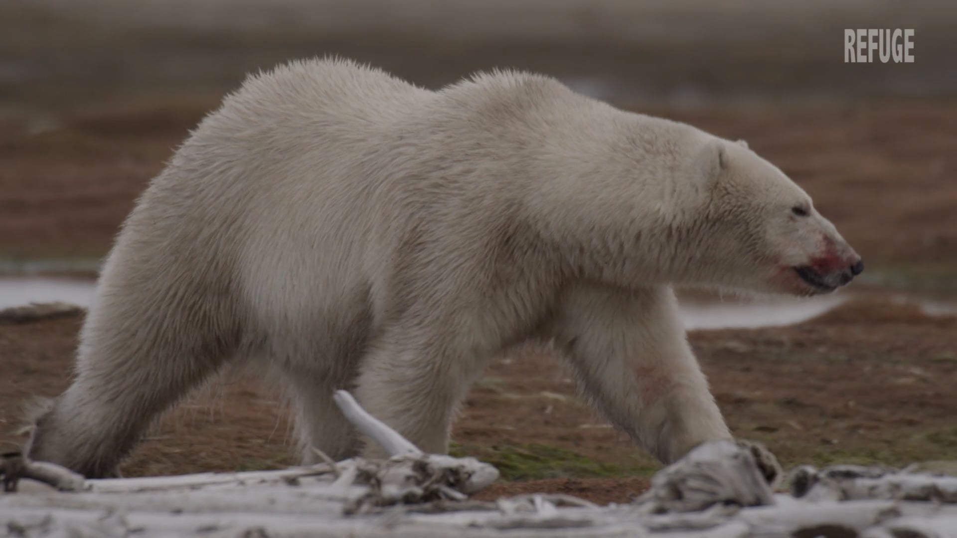 Arctic Wildlife Threatened