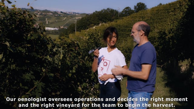I giorni della vendemmia