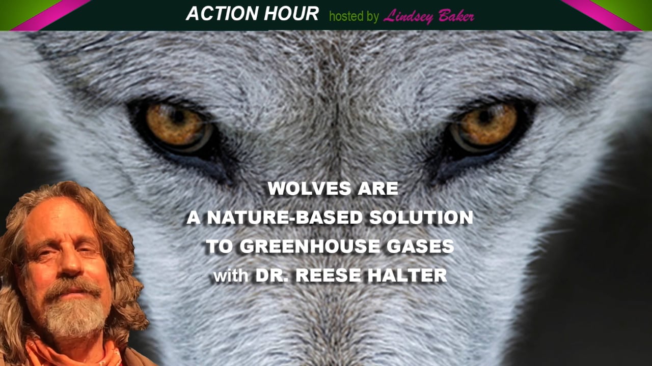 Wolves Reduce Greenhouse Gases