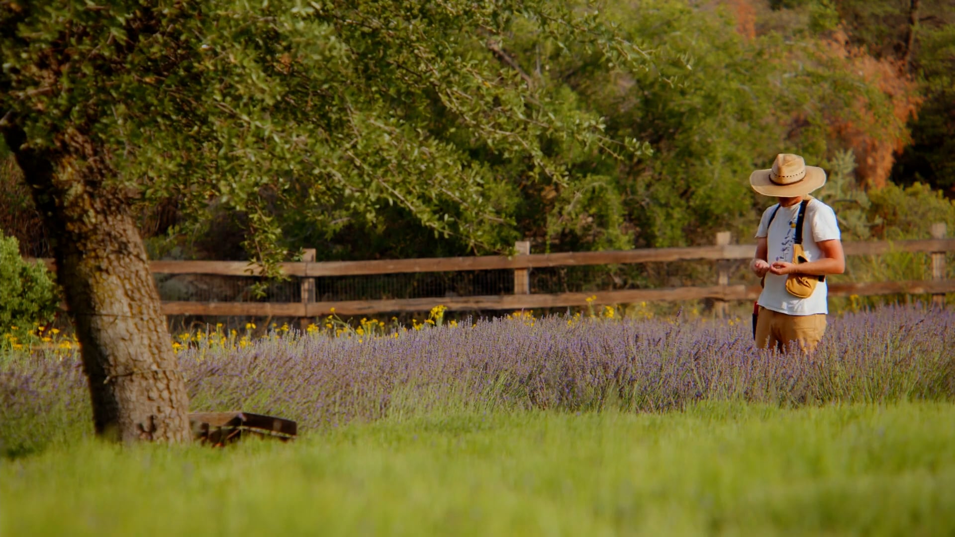 Life Under the Oaks Lavender Farm: PlantPop