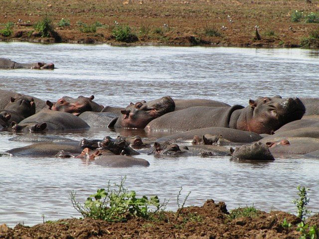 Hippo Pool, Lake Manyara National Park, Tanzania