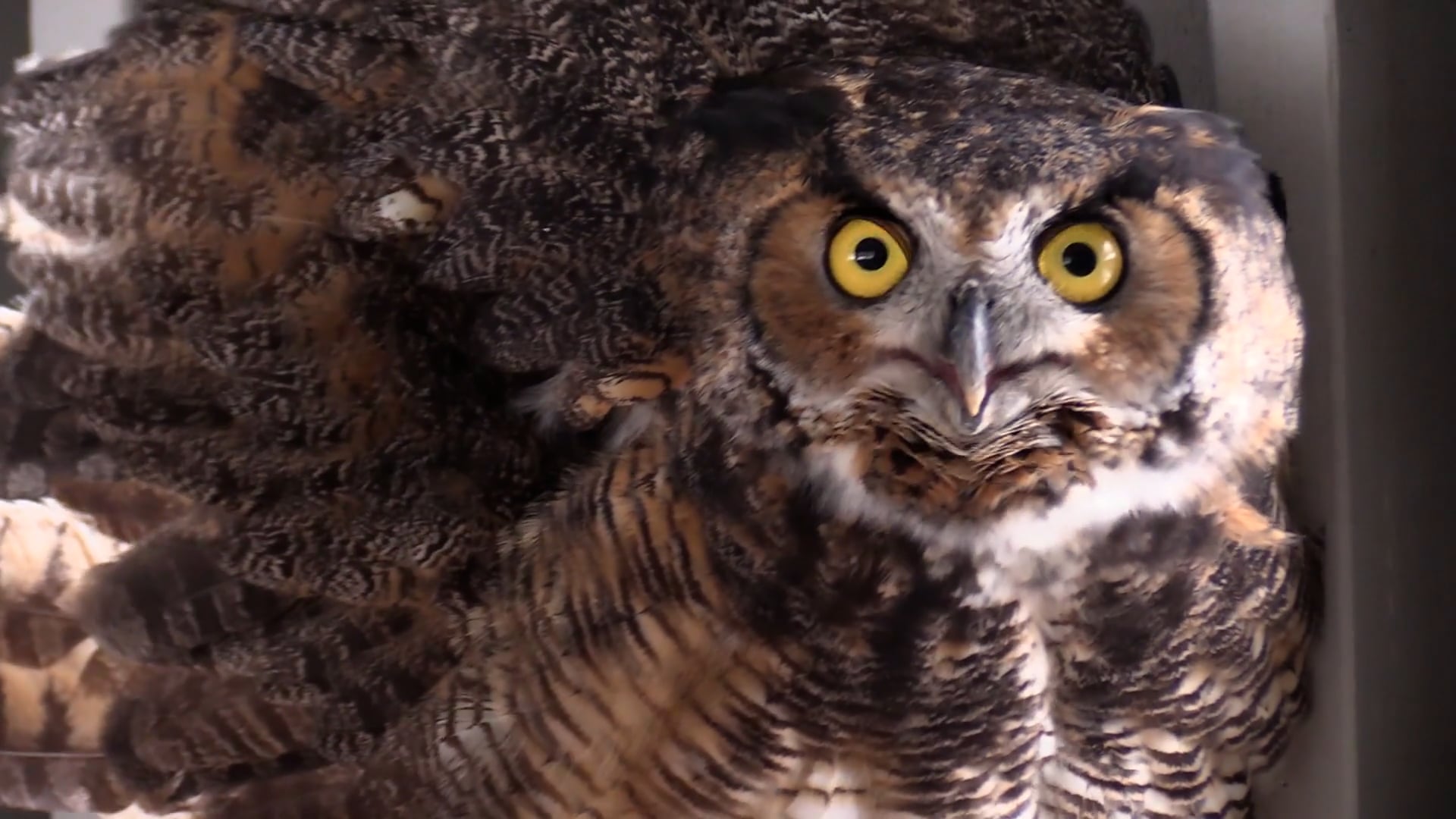 Wildlife in Crisis