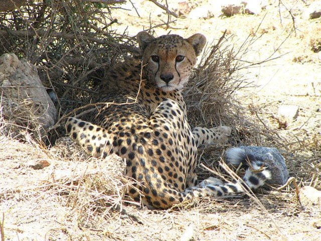 Cheetah in the Shade, Serengeti National Park