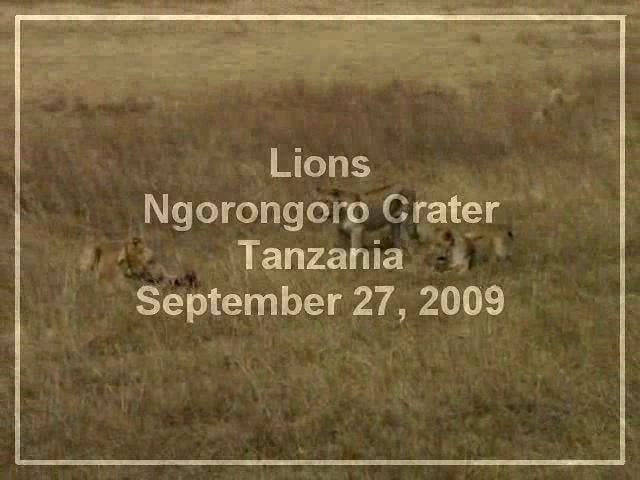 Lions Feasting, Ngorongoro Crater, Tanzania