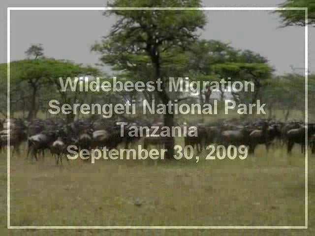 Wildebeest Migration, Serengeti National Park, Tanzania