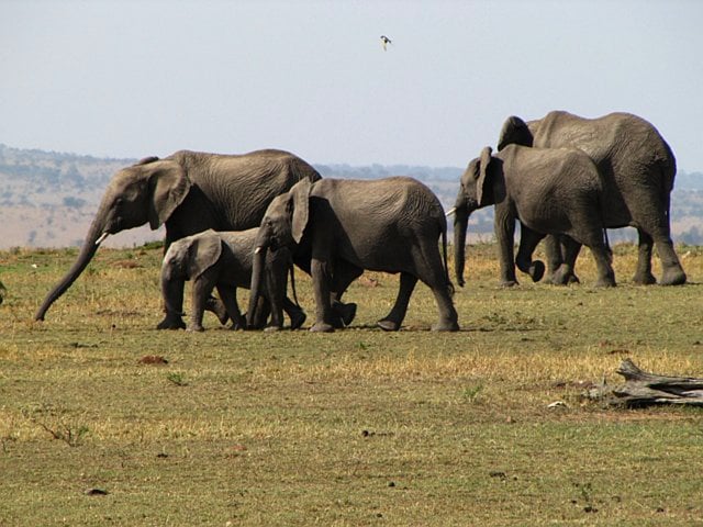 Elephant Pods, Serengeti National Park, Tanzania