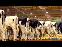 Novillas de 15 a 18 meses