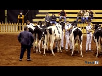 Novillas de 19 a 22 meses