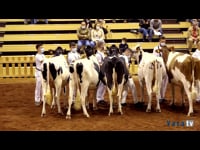 Novillas de 23 a 27 meses