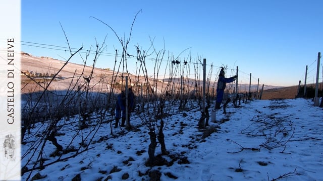 Potatura invernale - Winter pruning