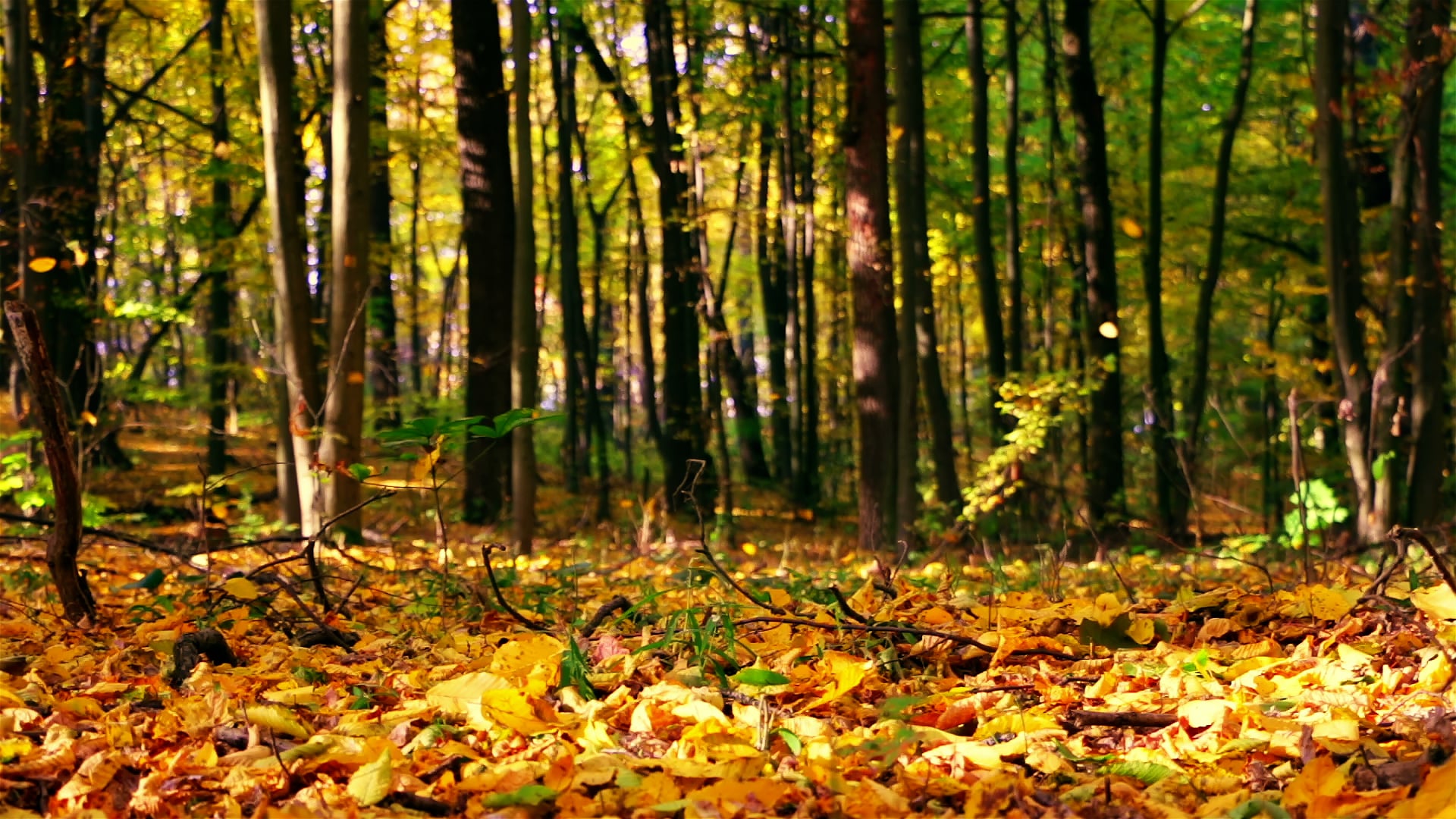 Autumn Fall on Vimeo
