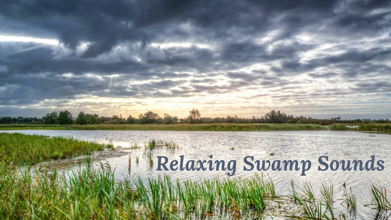 10 hours of Swamp Sounds at Night Crickets, Light Rain, Frogs, Forest