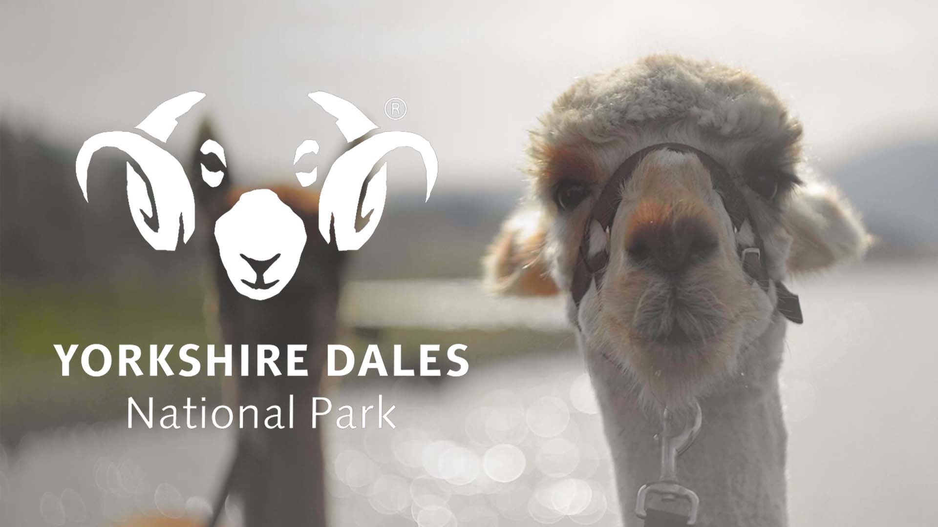 Walking with Alpacas | Yorkshire Dales National Park