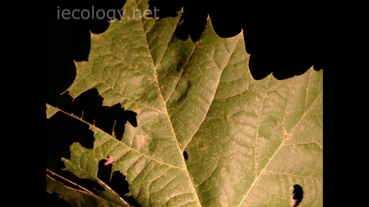 caterpillars consuming a sycamore leaf--time-lapse video