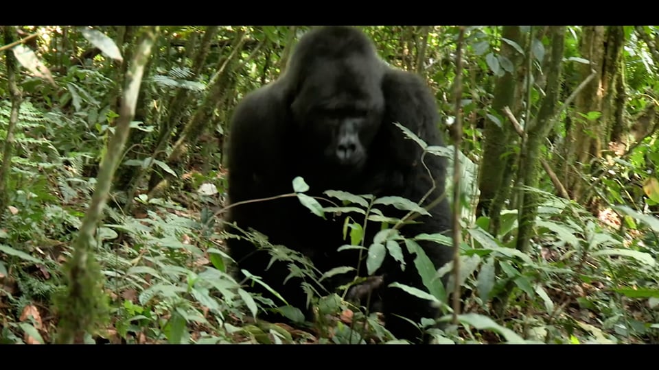 Saving Gorillas. One Sip At A Time