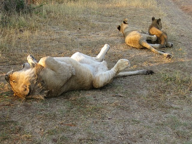 Walk with Lions