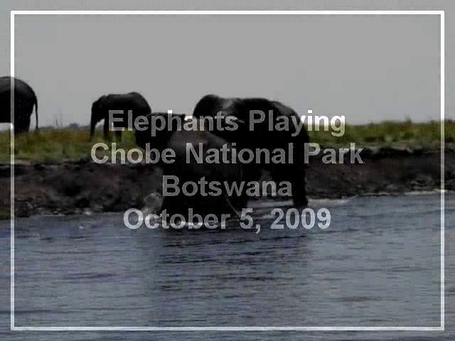 Elephants Playing, Chobe River, Botswana