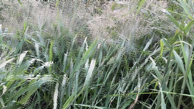 Grass Shampoo Grass Grass Indonesia Free Stock Video - Pixabay