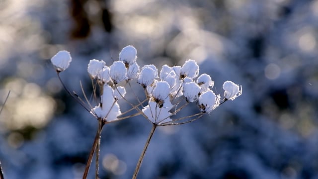 루핀 흰꽃 루피너스, 리갈