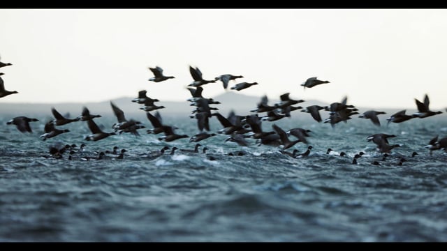 Izembek - Official Trailer