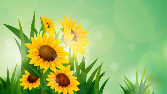 100+ Free Sunflower & Nature Videos, HD & 4K Clips - Pixabay