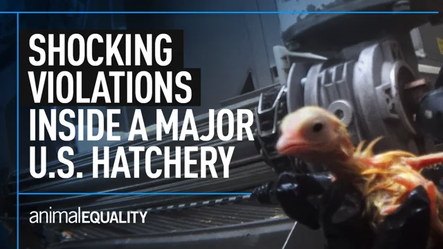 10 facts you should know about factory-farmed chickens