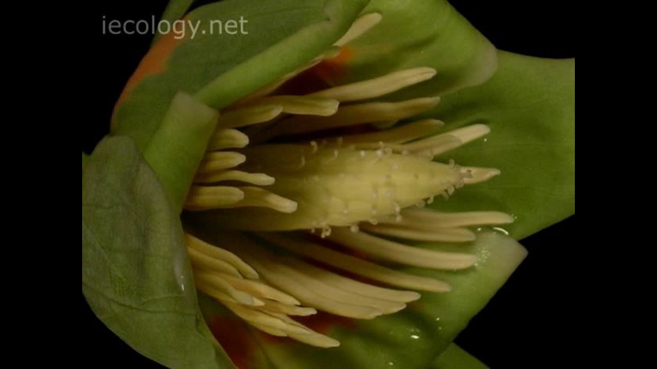 Time-lapse of tulip poplar flowers