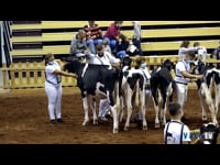 Terneras de 8 a 9 meses