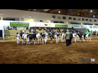 Terneras de 10 a 11 meses