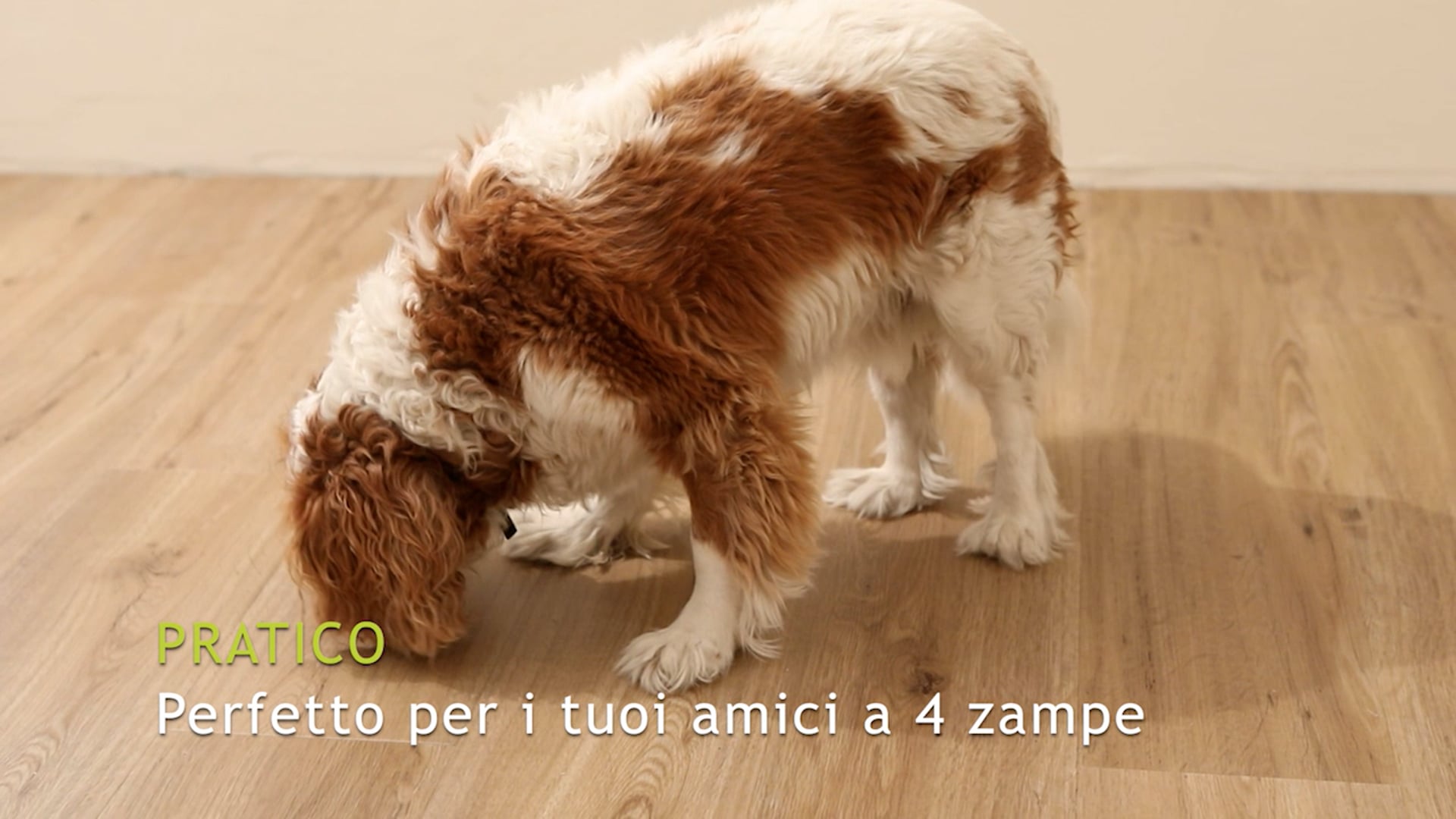VIDEO2.mp4