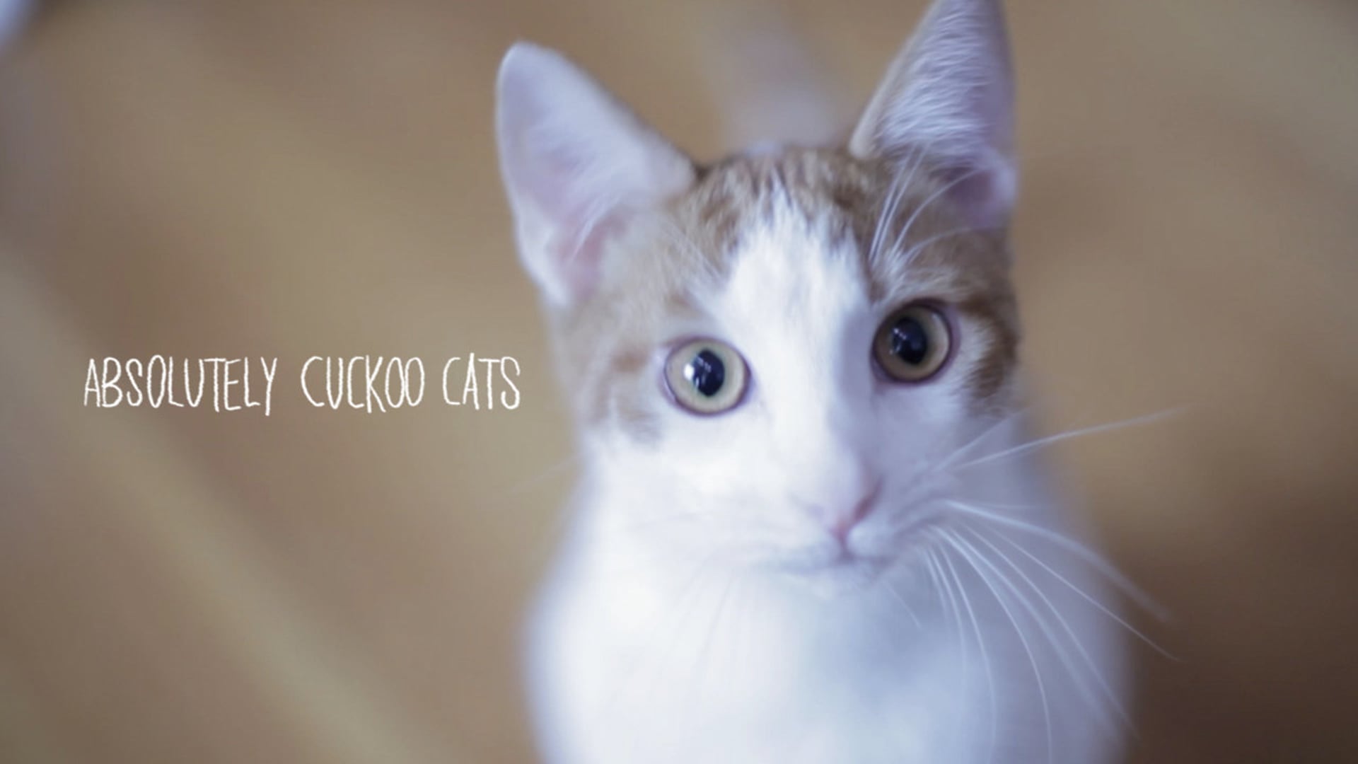 Absolutely Cuckoo Cats