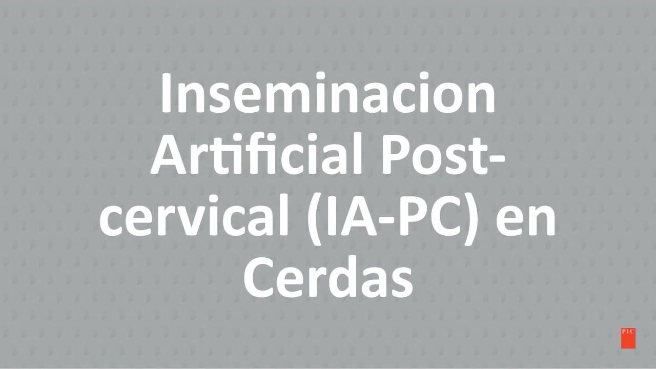 ProConnect Video 4 Spanish | Inseminación Artificial Post-Cervical en Cerdas