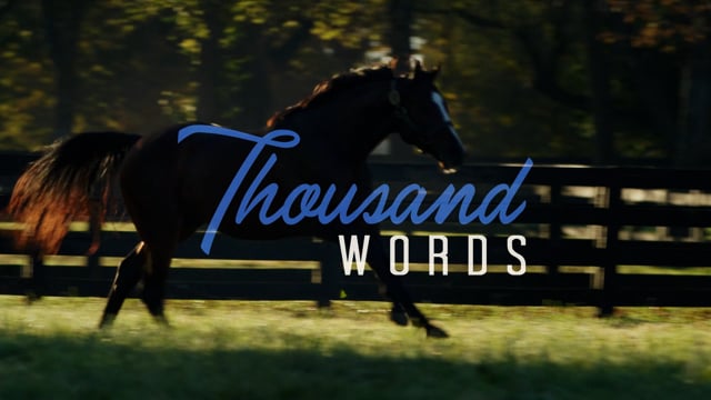 Thousand Words | Commercial