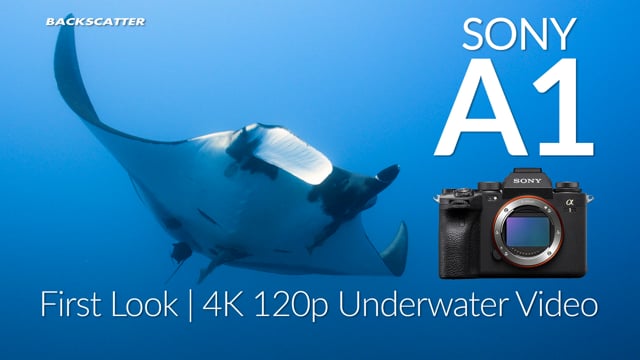 Sony A1 | First Look 4K Underwater Video