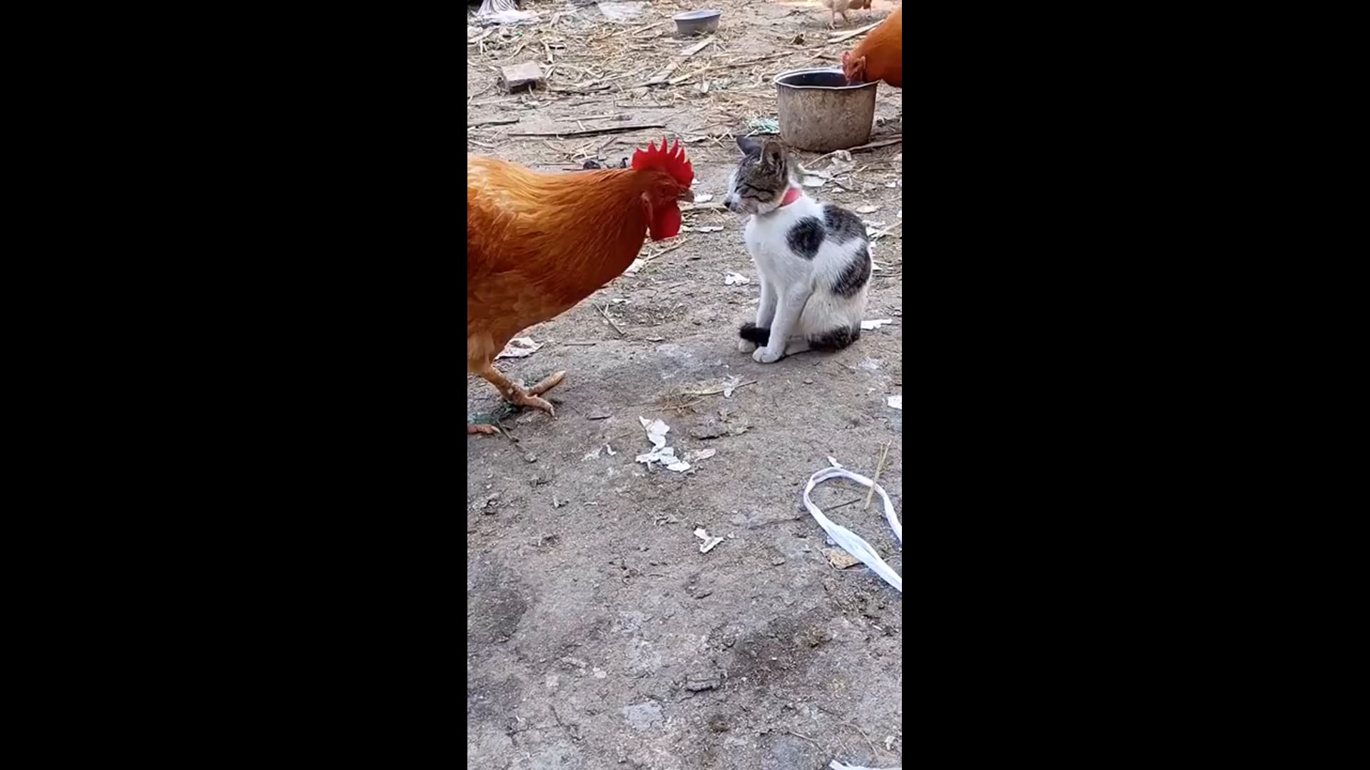 ΑΣΤΕΙΑ ΒΙΝΤΕΟ ΖΩΩΝ
