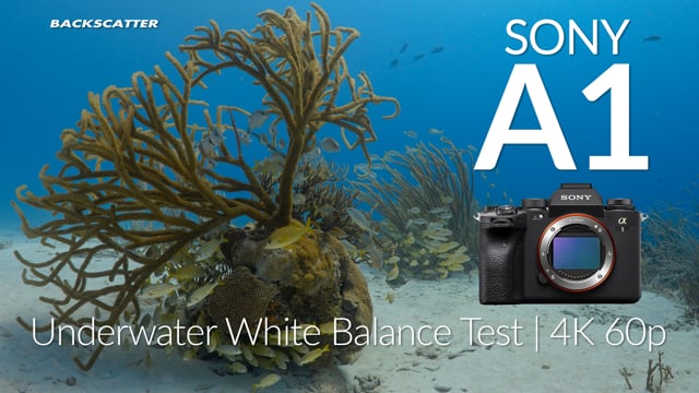Sony A1 - Underwater White Balance Depth Test