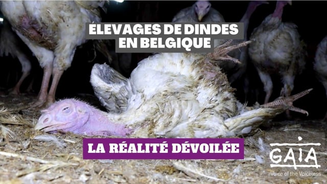 Élevages de dindes en Belgique: la réalité dévoilée