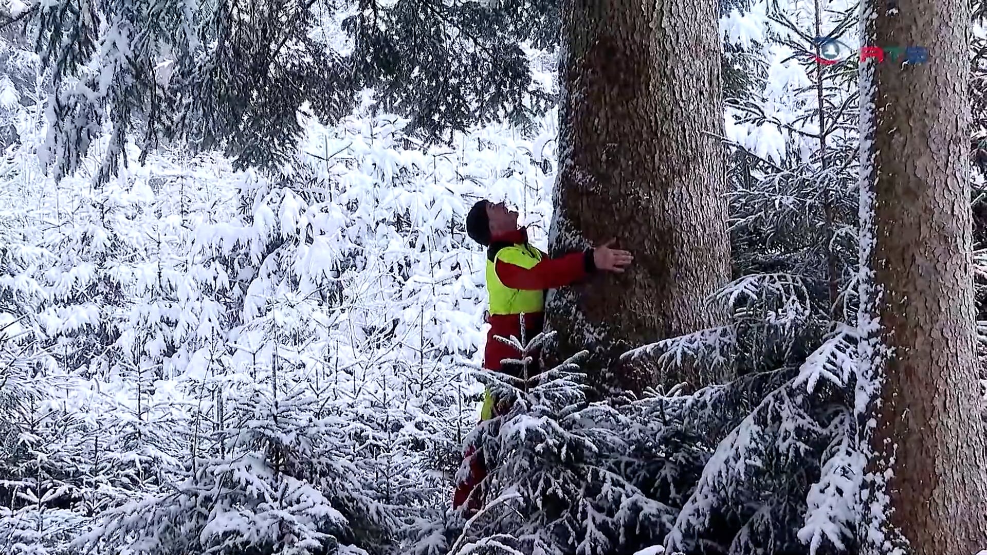 die-tanne-mehr-als-nur-ein-christbaum