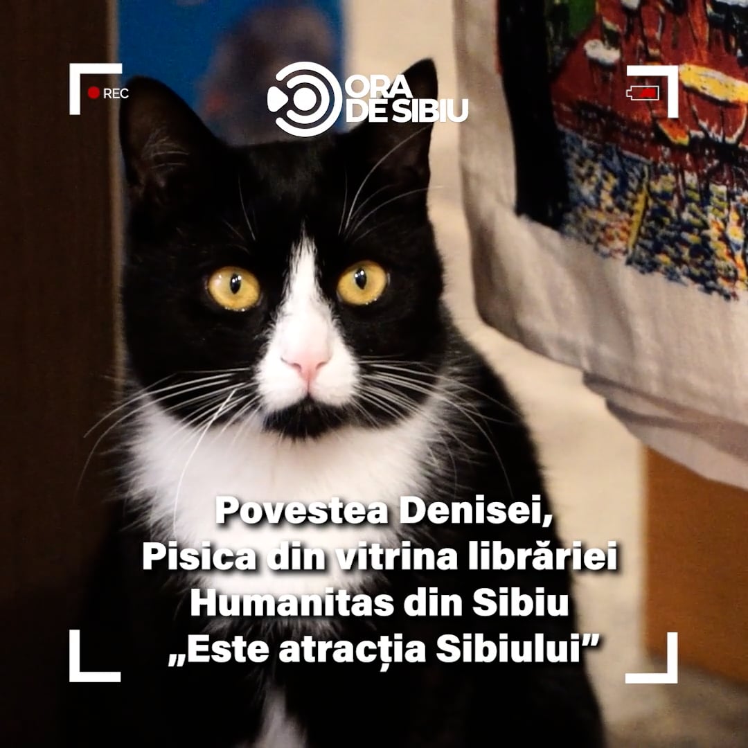 VIDEO: Povestea Denisei, pisica din vitrina librăriei Humanitas 