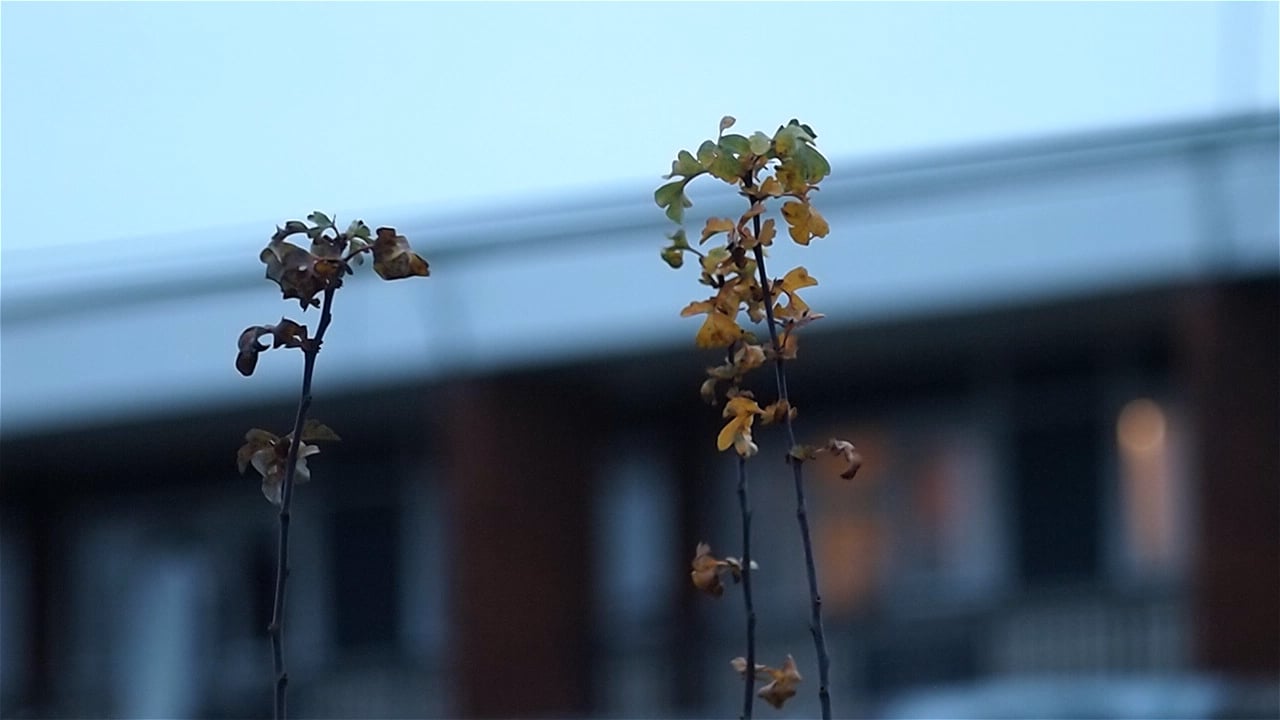 at-the-moment-of-sunset-on-the-shortest-day-of-the-year-on-vimeo